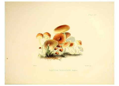 Reproducción/Reproduction 9182725745: Illustrations of British mycology,. London,Reeve, Benham and Reeve,1847-55.