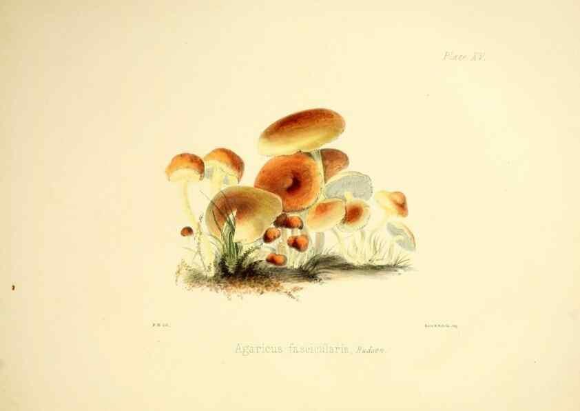 Reproducción/Reproduction 9182725745: Illustrations of British mycology,. London,Reeve, Benham and Reeve,1847-55.