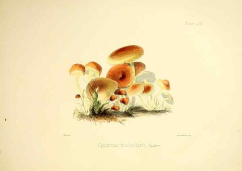 Reproducción/Reproduction 9182725745: Illustrations of British mycology,. London,Reeve, Benham and Reeve,1847-55.