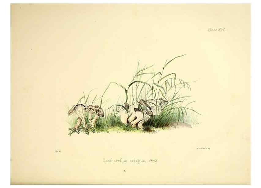 Reproducción/Reproduction 9182726743: Illustrations of British mycology,. London,Reeve, Benham and Reeve,1847-55.