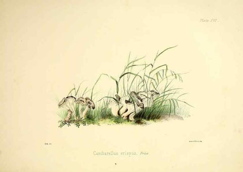 Reproducción/Reproduction 9182726743: Illustrations of British mycology,. London,Reeve, Benham and Reeve,1847-55.