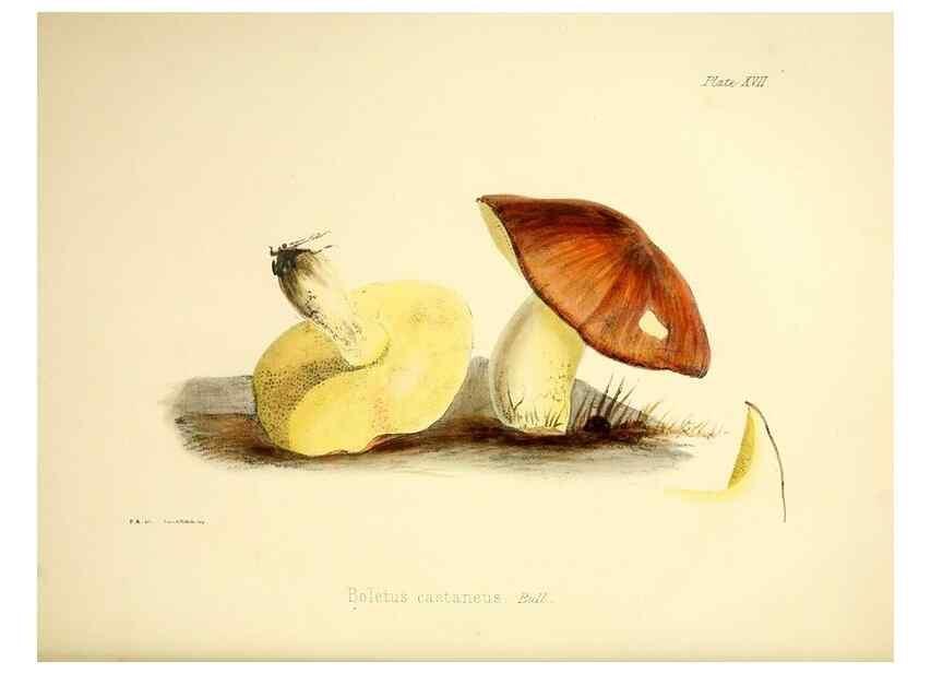 Reproducción/Reproduction 9182727795: Illustrations of British mycology,. London,Reeve, Benham and Reeve,1847-55.
