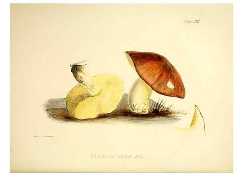 Reproducción/Reproduction 9182727795: Illustrations of British mycology,. London,Reeve, Benham and Reeve,1847-55.