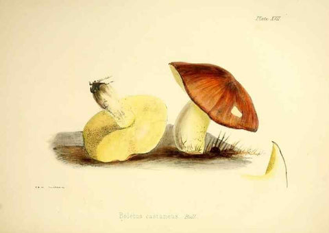 Reproducción/Reproduction 9182727795: Illustrations of British mycology,. London,Reeve, Benham and Reeve,1847-55.