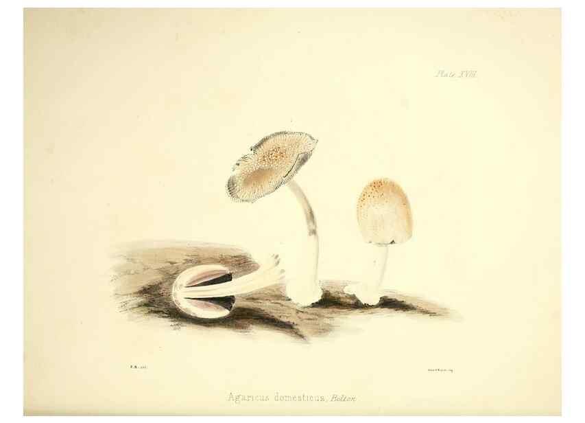 Reproducción/Reproduction 9182728799: Illustrations of British mycology,. London,Reeve, Benham and Reeve,1847-55.