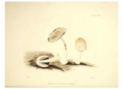 Reproducción/Reproduction 9182728799: Illustrations of British mycology,. London,Reeve, Benham and Reeve,1847-55.