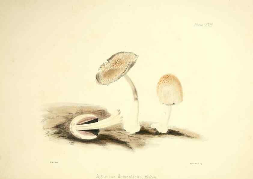 Reproducción/Reproduction 9182728799: Illustrations of British mycology,. London,Reeve, Benham and Reeve,1847-55.