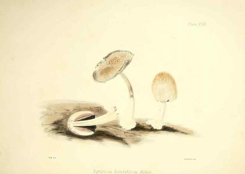 Reproducción/Reproduction 9182728799: Illustrations of British mycology,. London,Reeve, Benham and Reeve,1847-55.