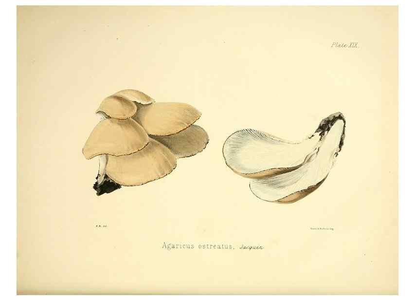 Reproducción/Reproduction 9184945290: Illustrations of British mycology,. London,Reeve, Benham and Reeve,1847-55.