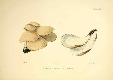 Reproducción/Reproduction 9184945290: Illustrations of British mycology,. London,Reeve, Benham and Reeve,1847-55.