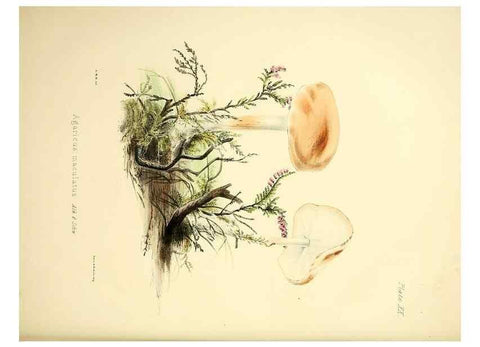 Reproducción/Reproduction 9184946350: Illustrations of British mycology,. London,Reeve, Benham and Reeve,1847-55.