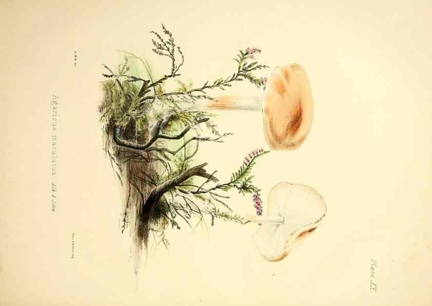Reproducción/Reproduction 9184946350: Illustrations of British mycology,. London,Reeve, Benham and Reeve,1847-55.