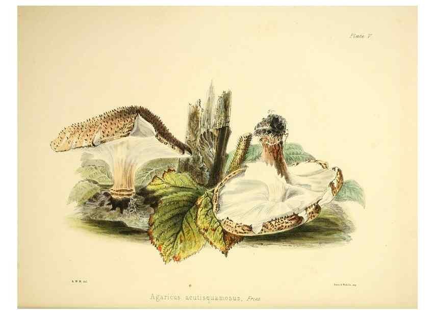 Reproducción/Reproduction 9184930794: Illustrations of British mycology,. London,Reeve, Benham and Reeve,1847-55.