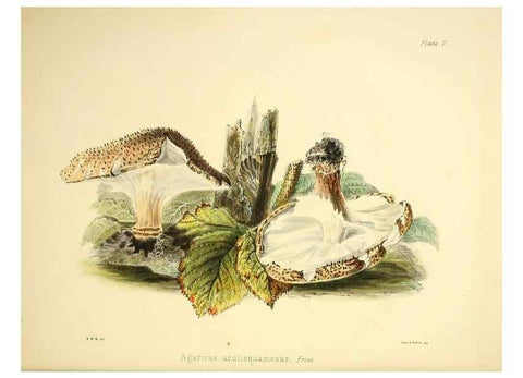 Reproducción/Reproduction 9184930794: Illustrations of British mycology,. London,Reeve, Benham and Reeve,1847-55.