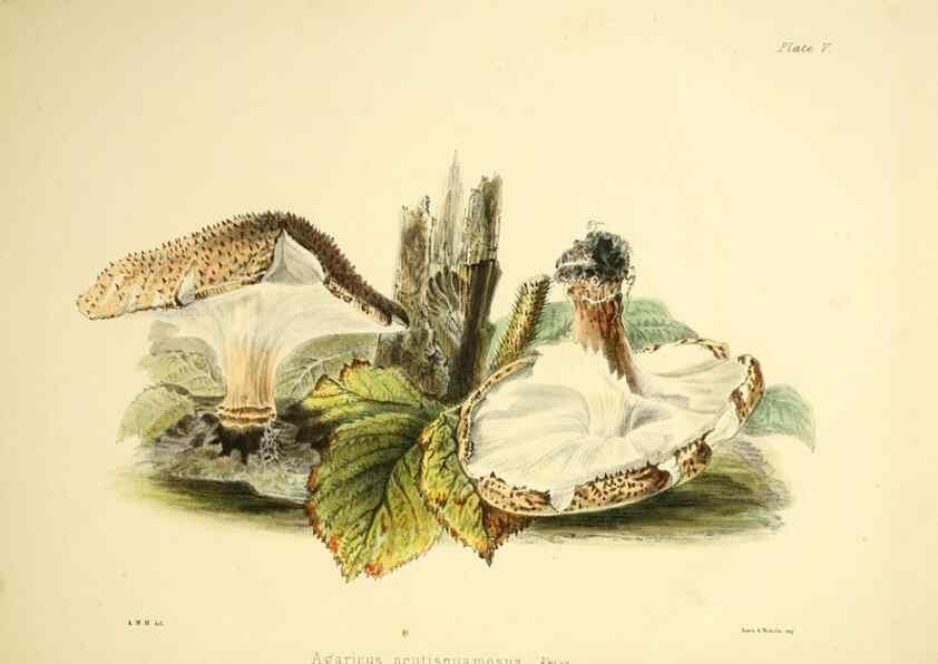 Reproducción/Reproduction 9184930794: Illustrations of British mycology,. London,Reeve, Benham and Reeve,1847-55.