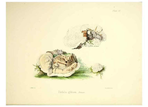 Reproducción/Reproduction 9184929798: Illustrations of British mycology,. London,Reeve, Benham and Reeve,1847-55.