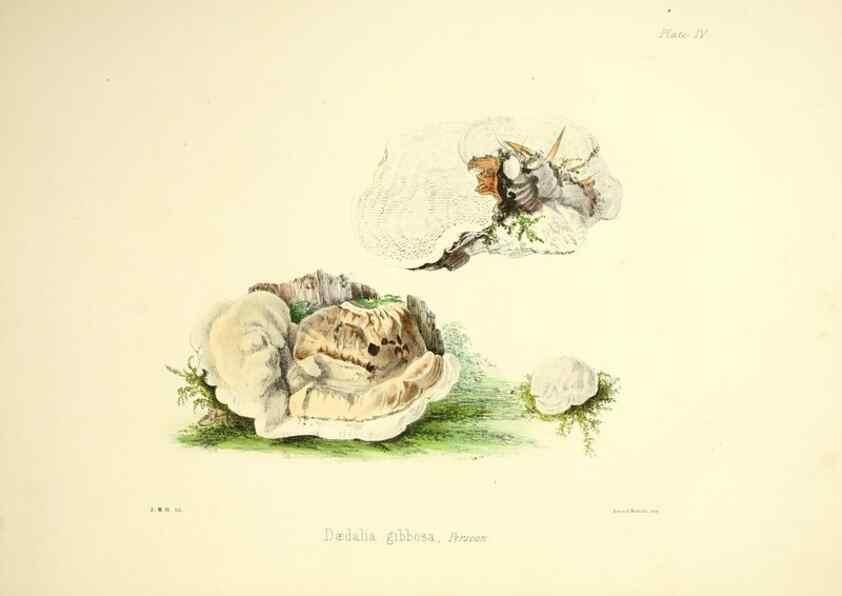 Reproducción/Reproduction 9184929798: Illustrations of British mycology,. London,Reeve, Benham and Reeve,1847-55.