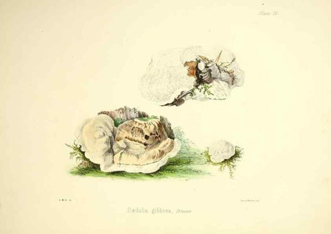 Reproducción/Reproduction 9184929798: Illustrations of British mycology,. London,Reeve, Benham and Reeve,1847-55.