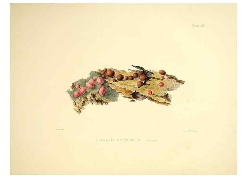 Reproducción/Reproduction 9184928764: Illustrations of British mycology,. London,Reeve, Benham and Reeve,1847-55.