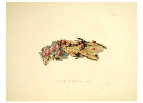 Reproducción/Reproduction 9184928764: Illustrations of British mycology,. London,Reeve, Benham and Reeve,1847-55.