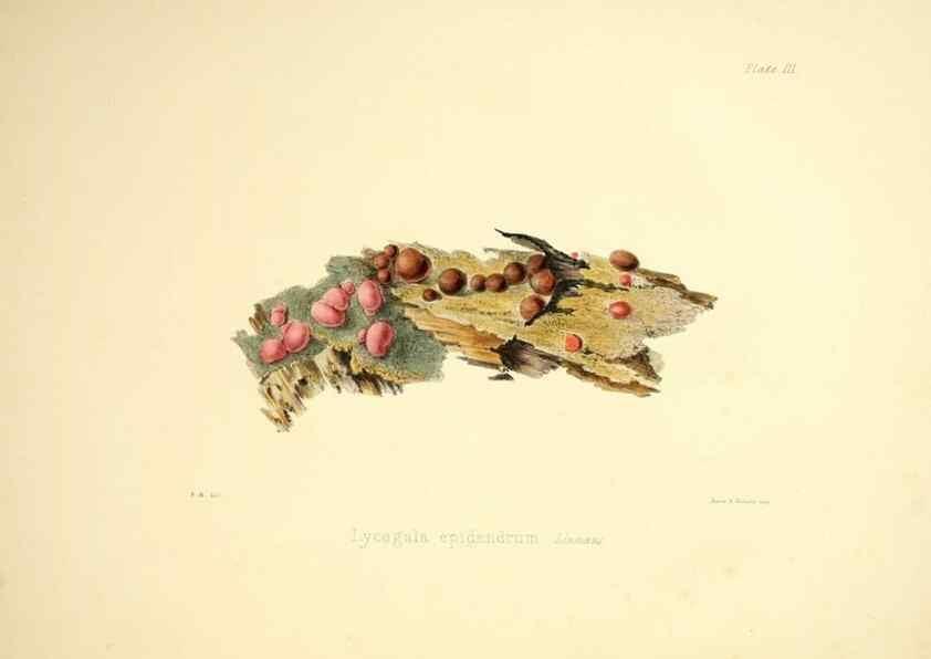 Reproducción/Reproduction 9184928764: Illustrations of British mycology,. London,Reeve, Benham and Reeve,1847-55.