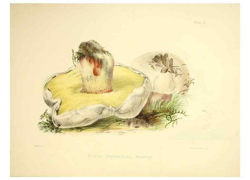 Reproducción/Reproduction 9182712861: Illustrations of British mycology,. London,Reeve, Benham and Reeve,1847-55.