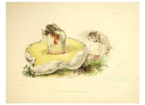 Reproducción/Reproduction 9182712861: Illustrations of British mycology,. London,Reeve, Benham and Reeve,1847-55.