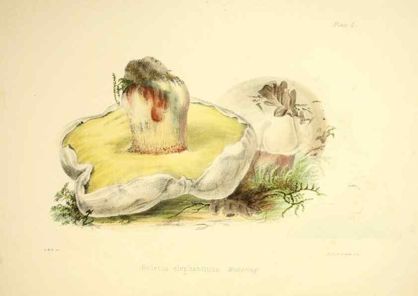 Reproducción/Reproduction 9182712861: Illustrations of British mycology,. London,Reeve, Benham and Reeve,1847-55.