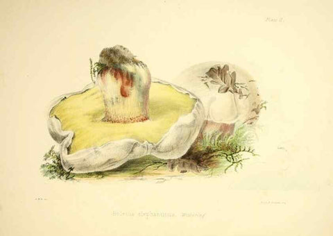 Reproducción/Reproduction 9182712861: Illustrations of British mycology,. London,Reeve, Benham and Reeve,1847-55.