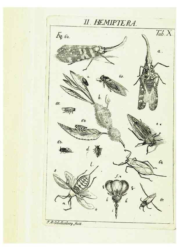 Reproducción/Reproduction 9183926424: Die Kennzeichen der Insekten, nach Anleitung des Königl. schwed. Ritters und Leibarzts Karl Linnaeus, durch XXIV.. Zürich,Heidegger und comp.,1761.