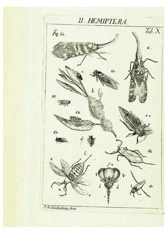 Reproducción/Reproduction 9183926424: Die Kennzeichen der Insekten, nach Anleitung des Königl. schwed. Ritters und Leibarzts Karl Linnaeus, durch XXIV.. Zürich,Heidegger und comp.,1761.