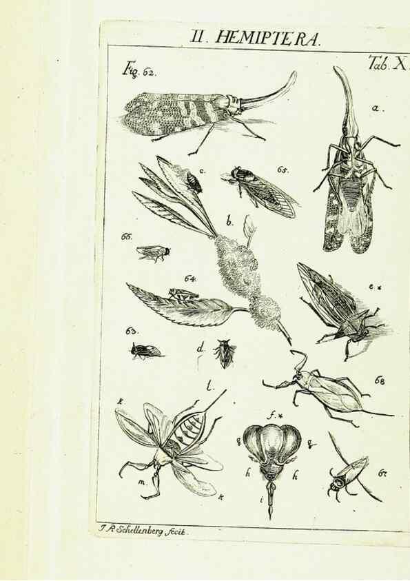 Reproducción/Reproduction 9183926424: Die Kennzeichen der Insekten, nach Anleitung des Königl. schwed. Ritters und Leibarzts Karl Linnaeus, durch XXIV.. Zürich,Heidegger und comp.,1761.
