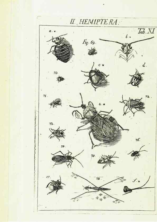 Reproducción/Reproduction 9181715233: Die Kennzeichen der Insekten, nach Anleitung des Königl. schwed. Ritters und Leibarzts Karl Linnaeus, durch XXIV.. Zürich,Heidegger und comp.,1761.