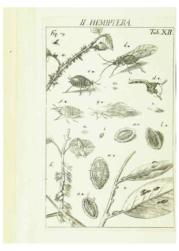 Reproducción/Reproduction 9183929114: Die Kennzeichen der Insekten, nach Anleitung des Königl. schwed. Ritters und Leibarzts Karl Linnaeus, durch XXIV.. Zürich,Heidegger und comp.,1761.