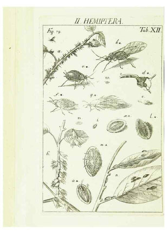 Reproducción/Reproduction 9183929114: Die Kennzeichen der Insekten, nach Anleitung des Königl. schwed. Ritters und Leibarzts Karl Linnaeus, durch XXIV.. Zürich,Heidegger und comp.,1761.