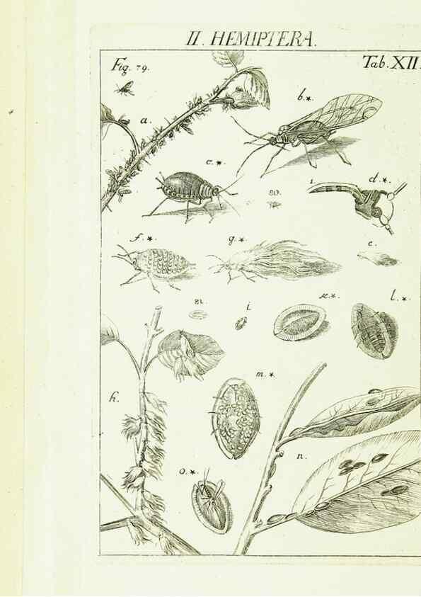Reproducción/Reproduction 9183929114: Die Kennzeichen der Insekten, nach Anleitung des Königl. schwed. Ritters und Leibarzts Karl Linnaeus, durch XXIV.. Zürich,Heidegger und comp.,1761.
