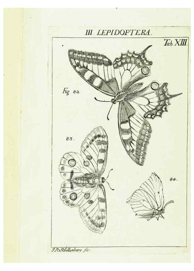 Reproducción/Reproduction 9181718187: Die Kennzeichen der Insekten, nach Anleitung des Königl. schwed. Ritters und Leibarzts Karl Linnaeus, durch XXIV.. Zürich,Heidegger und comp.,1761.
