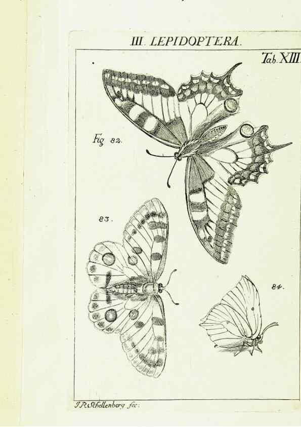 Reproducción/Reproduction 9181718187: Die Kennzeichen der Insekten, nach Anleitung des Königl. schwed. Ritters und Leibarzts Karl Linnaeus, durch XXIV.. Zürich,Heidegger und comp.,1761.