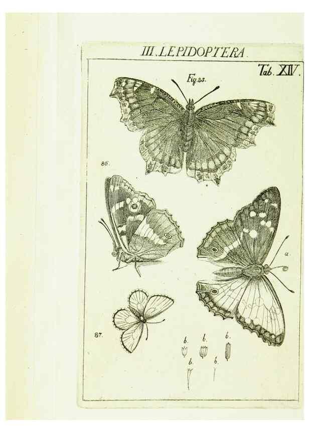 Reproducción/Reproduction 9181720065: Die Kennzeichen der Insekten, nach Anleitung des Königl. schwed. Ritters und Leibarzts Karl Linnaeus, durch XXIV.. Zürich,Heidegger und comp.,1761.