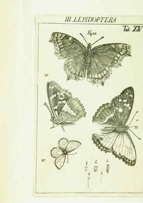 Reproducción/Reproduction 9181720065: Die Kennzeichen der Insekten, nach Anleitung des Königl. schwed. Ritters und Leibarzts Karl Linnaeus, durch XXIV.. Zürich,Heidegger und comp.,1761.