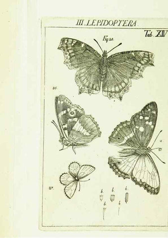 Reproducción/Reproduction 9181720065: Die Kennzeichen der Insekten, nach Anleitung des Königl. schwed. Ritters und Leibarzts Karl Linnaeus, durch XXIV.. Zürich,Heidegger und comp.,1761.