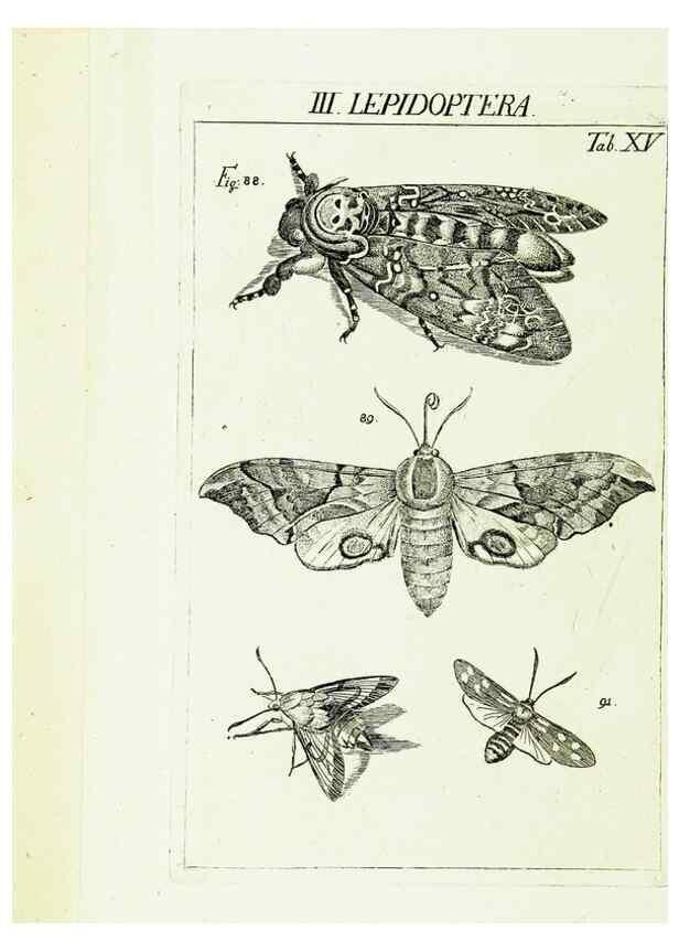 Reproducción/Reproduction 9183933854: Die Kennzeichen der Insekten, nach Anleitung des Königl. schwed. Ritters und Leibarzts Karl Linnaeus, durch XXIV.. Zürich,Heidegger und comp.,1761.