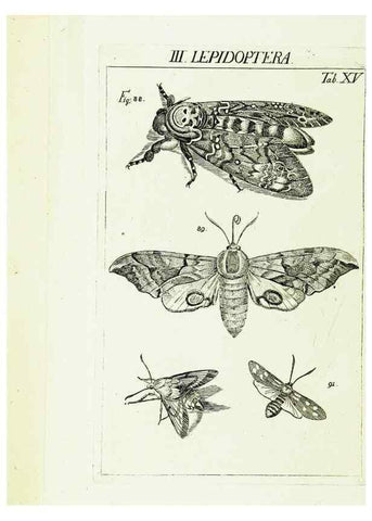 Reproducción/Reproduction 9183933854: Die Kennzeichen der Insekten, nach Anleitung des Königl. schwed. Ritters und Leibarzts Karl Linnaeus, durch XXIV.. Zürich,Heidegger und comp.,1761.