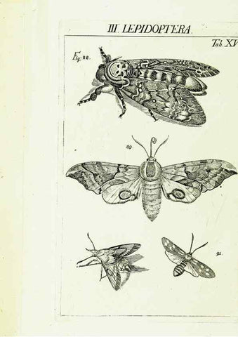 Reproducción/Reproduction 9183933854: Die Kennzeichen der Insekten, nach Anleitung des Königl. schwed. Ritters und Leibarzts Karl Linnaeus, durch XXIV.. Zürich,Heidegger und comp.,1761.