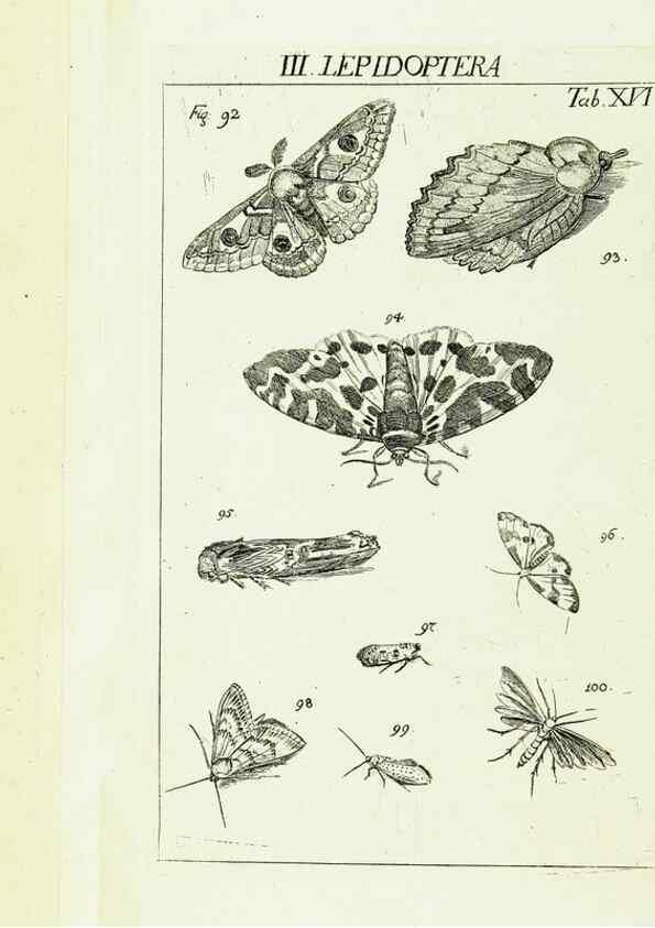 Reproducción/Reproduction 9181723361: Die Kennzeichen der Insekten, nach Anleitung des Königl. schwed. Ritters und Leibarzts Karl Linnaeus, durch XXIV.. Zürich,Heidegger und comp.,1761.