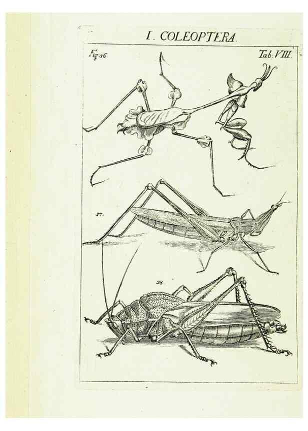 Reproducción/Reproduction 9181711347: Die Kennzeichen der Insekten, nach Anleitung des Königl. schwed. Ritters und Leibarzts Karl Linnaeus, durch XXIV.. Zürich,Heidegger und comp.,1761.