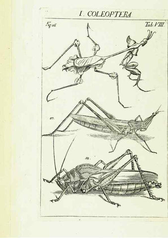 Reproducción/Reproduction 9181711347: Die Kennzeichen der Insekten, nach Anleitung des Königl. schwed. Ritters und Leibarzts Karl Linnaeus, durch XXIV.. Zürich,Heidegger und comp.,1761.