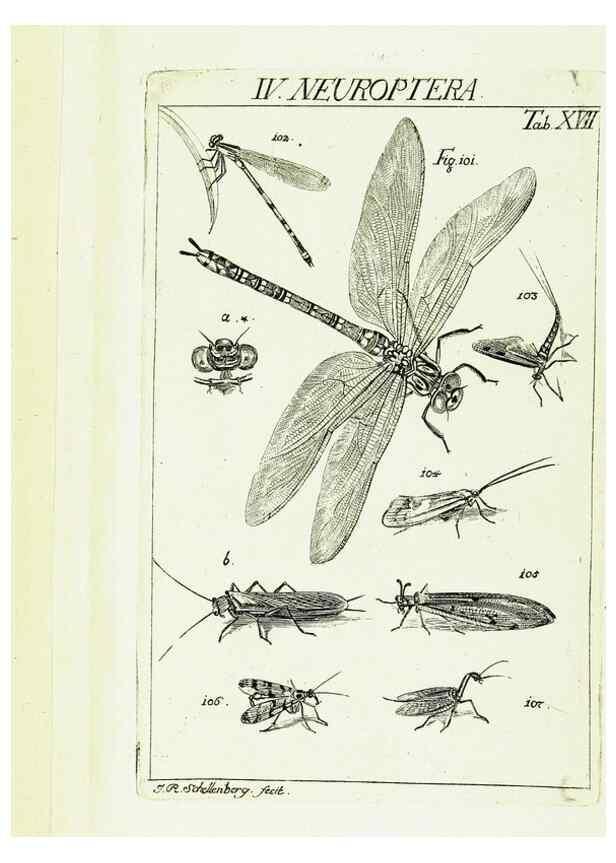 Reproducción/Reproduction 9183936976: Die Kennzeichen der Insekten, nach Anleitung des Königl. schwed. Ritters und Leibarzts Karl Linnaeus, durch XXIV.. Zürich,Heidegger und comp.,1761.