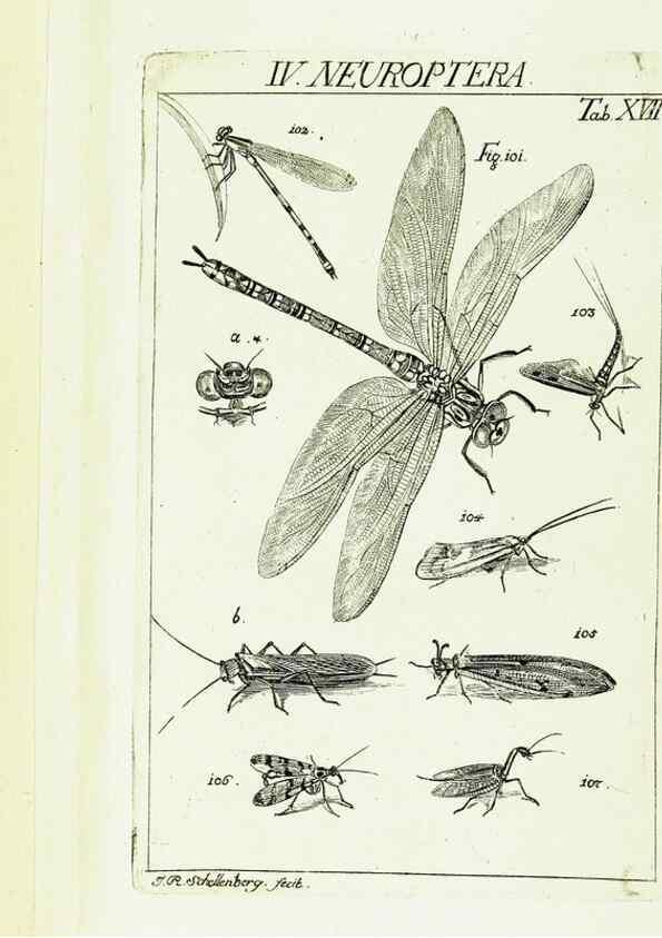 Reproducción/Reproduction 9183936976: Die Kennzeichen der Insekten, nach Anleitung des Königl. schwed. Ritters und Leibarzts Karl Linnaeus, durch XXIV.. Zürich,Heidegger und comp.,1761.