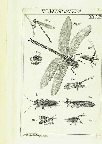 Reproducción/Reproduction 9183936976: Die Kennzeichen der Insekten, nach Anleitung des Königl. schwed. Ritters und Leibarzts Karl Linnaeus, durch XXIV.. Zürich,Heidegger und comp.,1761.
